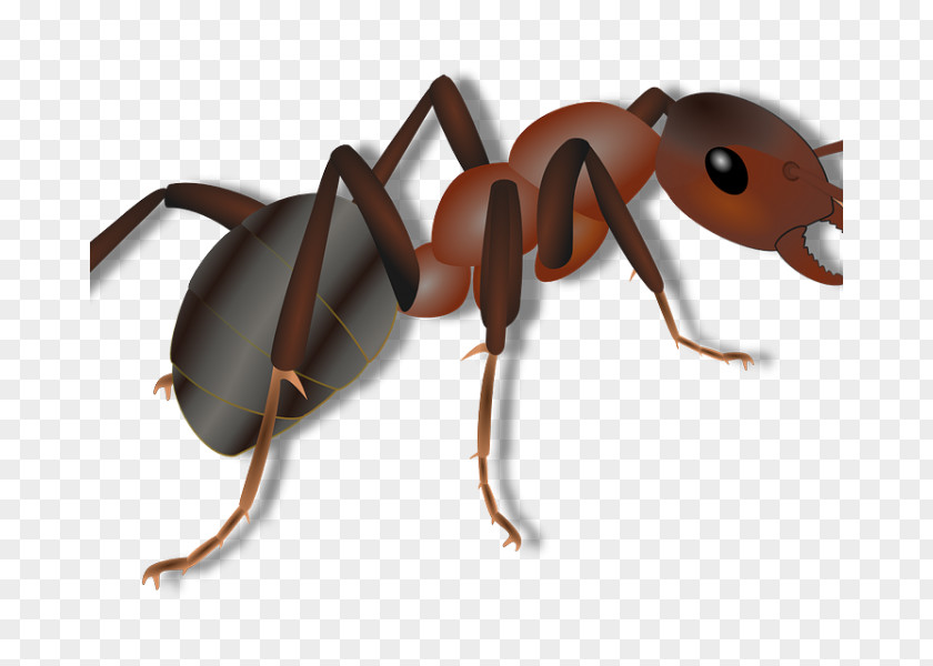 Insect Black Carpenter Ant Colony Bullet PNG