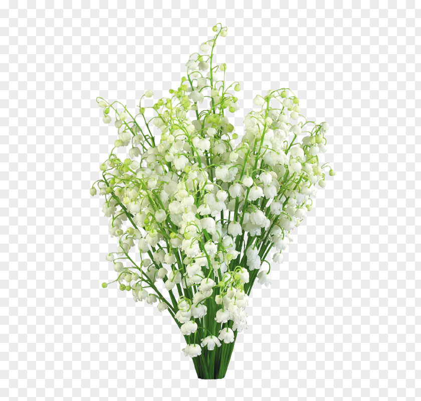 Lily Of The Valley Lilium Flower Stock Photography PNG