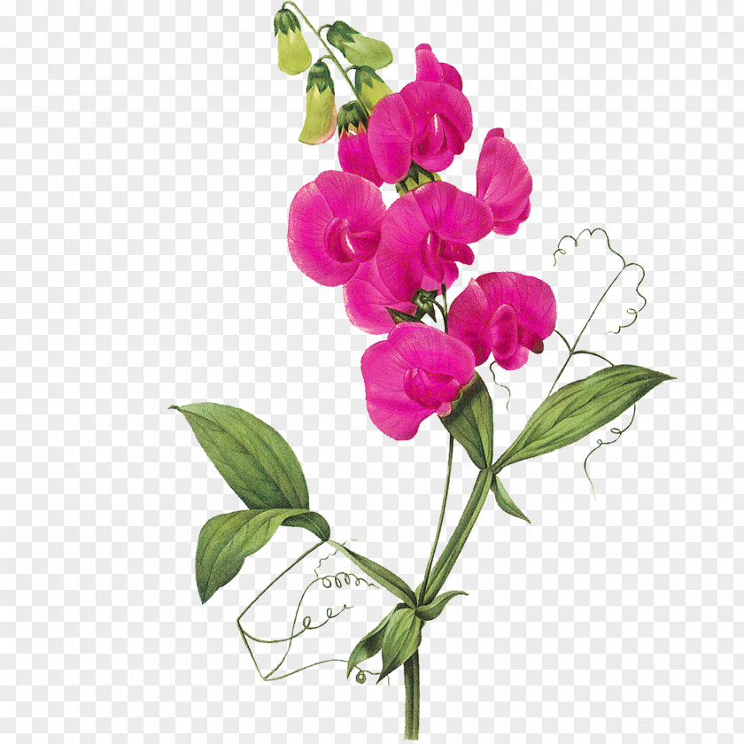 Pea Sweet Flower Vine Clip Art PNG