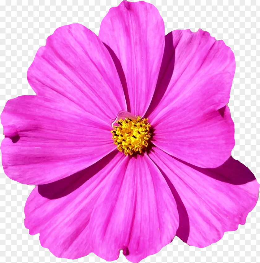 Pink Flower Petal Cosmos Bipinnatus PNG