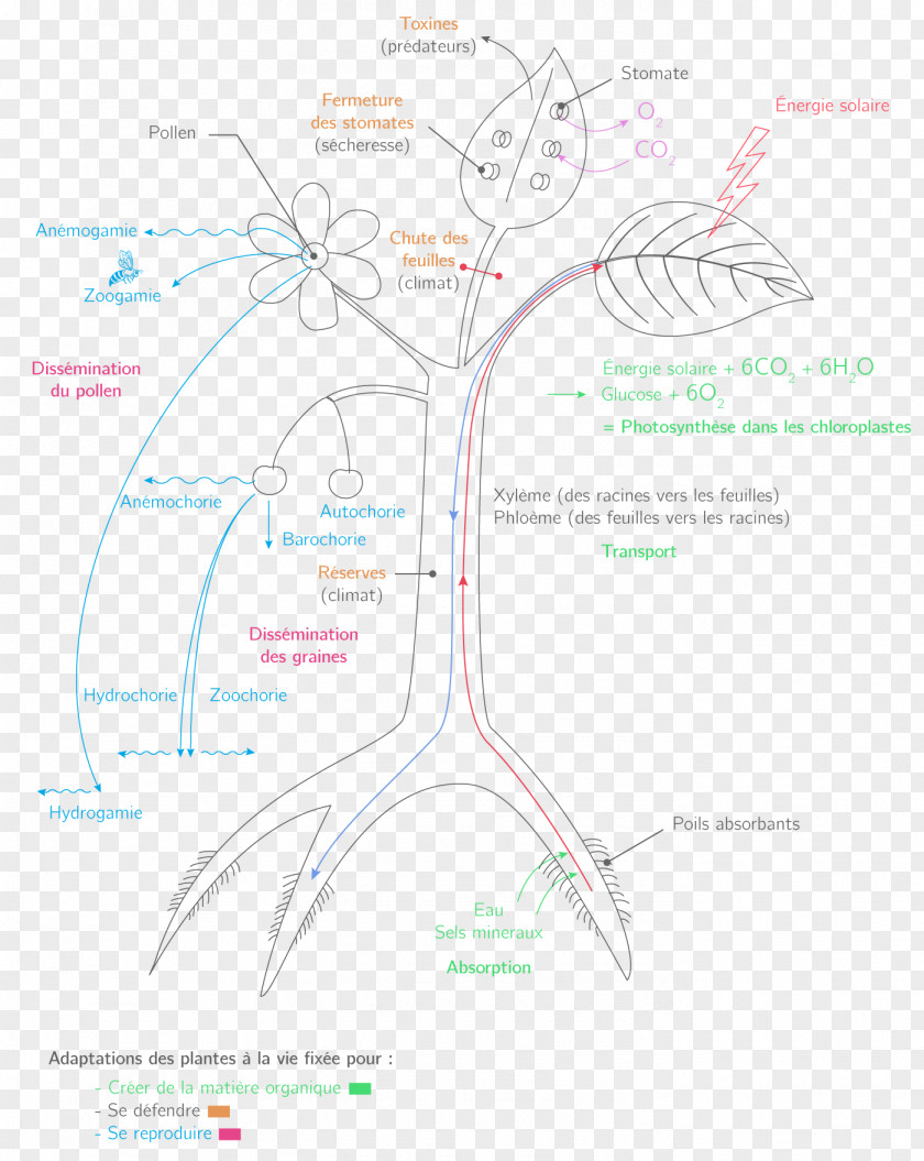 Tree Diagram PNG