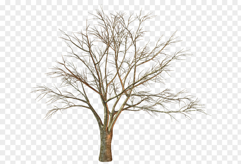 Tree Twig Trunk Branch Quercus Suber PNG