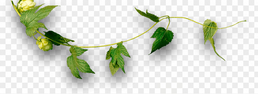 Beer Craft Leaf Plant Stem Wholesale PNG