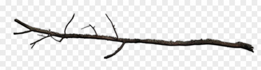 Branch Insect Twig Tree Pest PNG
