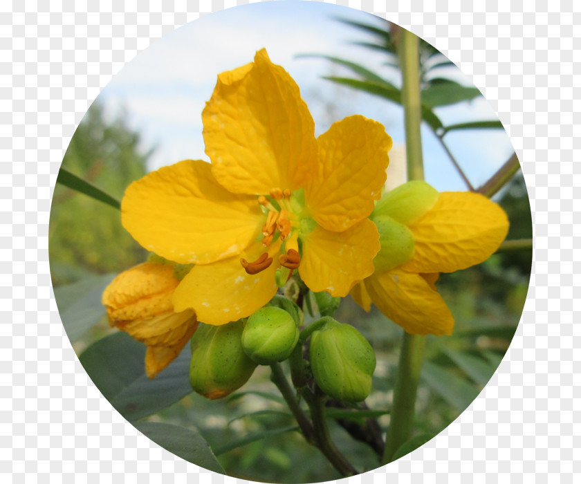 Cassia St. John's Wort Senna M Wildflower PNG