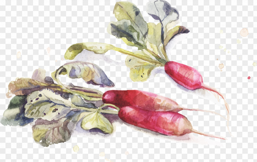 Drawing Carrot Watercolor Painting PNG