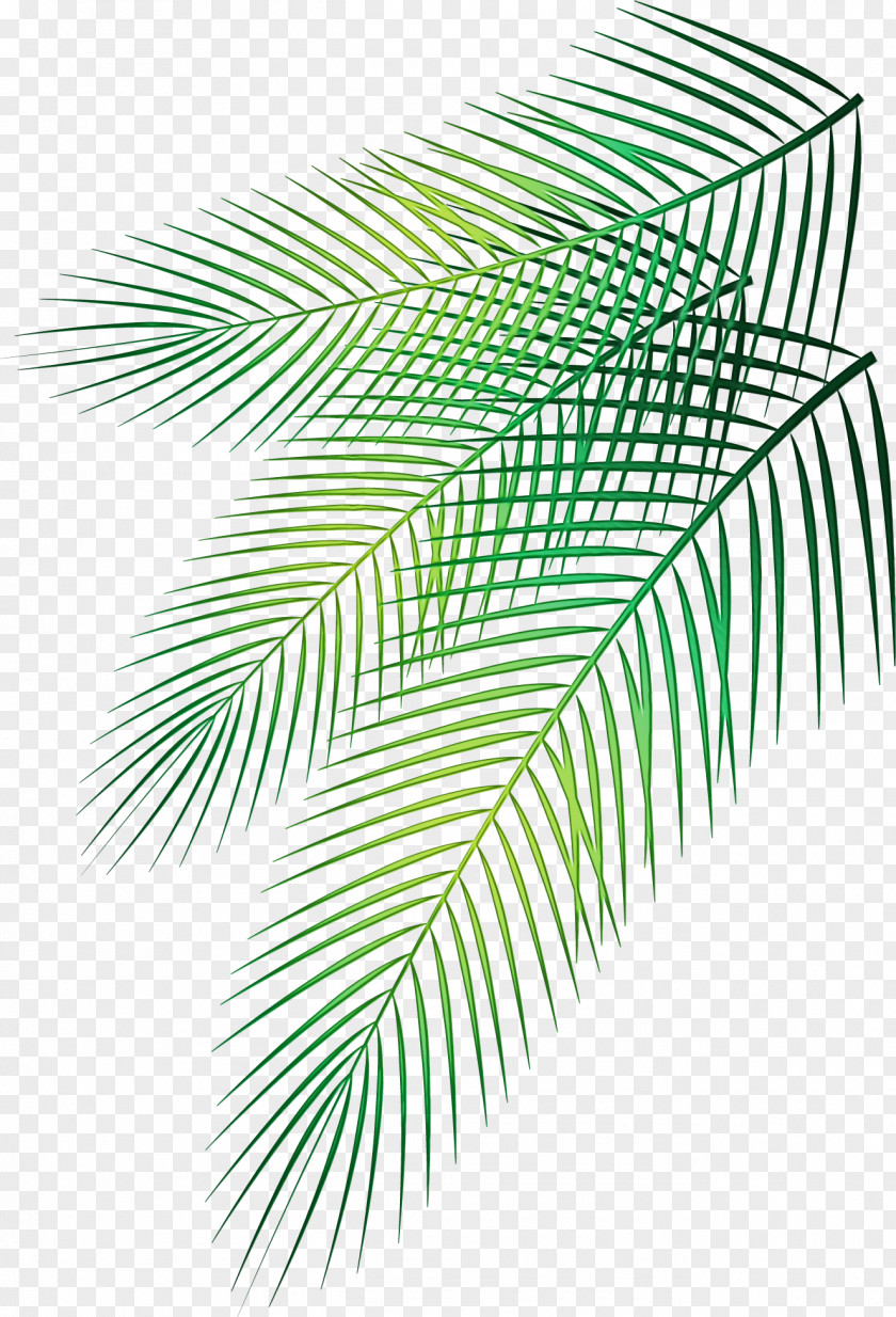 Elaeis Pine Palm Tree Drawing PNG
