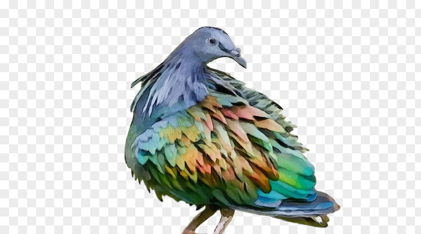 Feather PNG