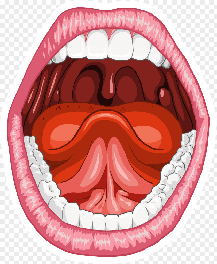 Mouth Smile Human Anatomy Homo Sapiens Tongue PNG