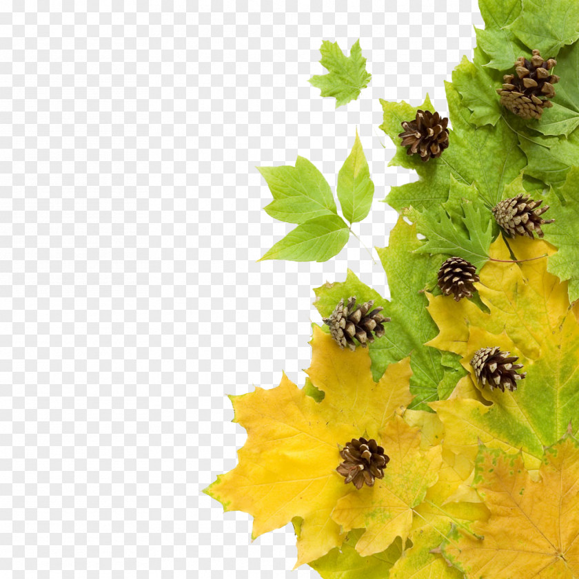 Autumn Maple Leaf Birthday Wish Uncle Color Father PNG