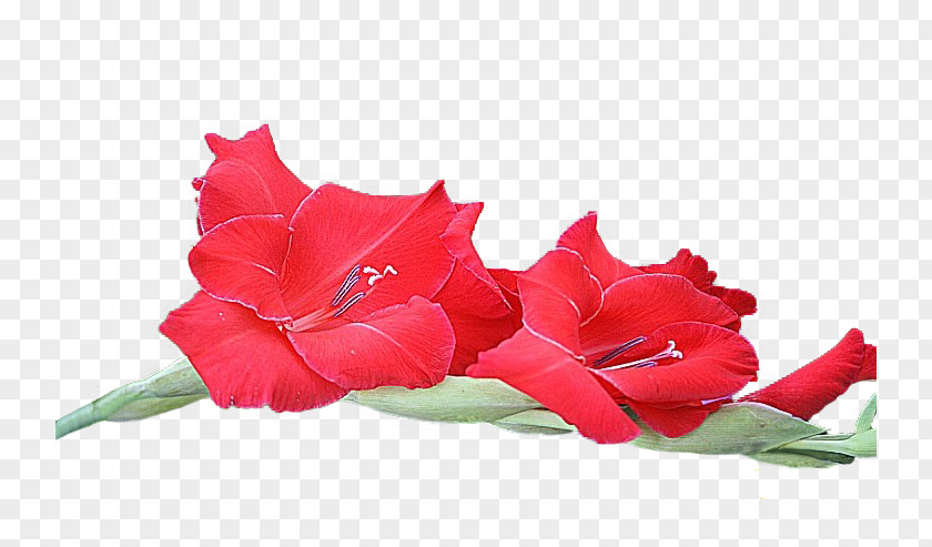 Courage Garden Roses Gladiolus Cut Flowers Petal PNG