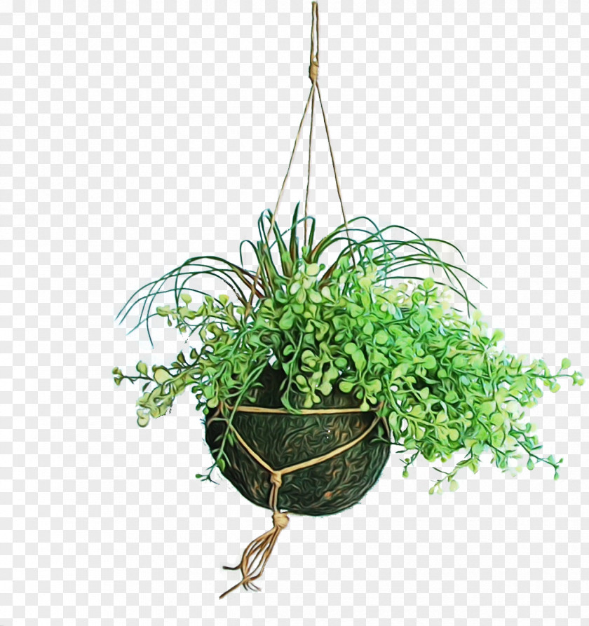 Flowerpot Plant Grass Flower Houseplant PNG