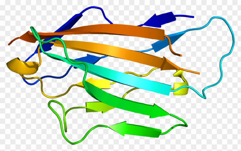 Glycoprotein Myelin Protein Zero Peripheral 22 Basic PNG