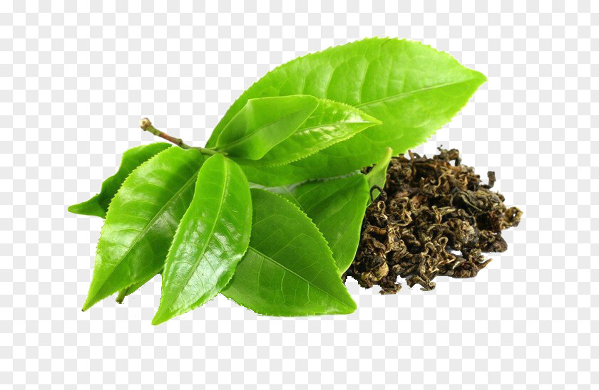 Green Tea Camellia Sinensis Epigallocatechin Gallate PNG