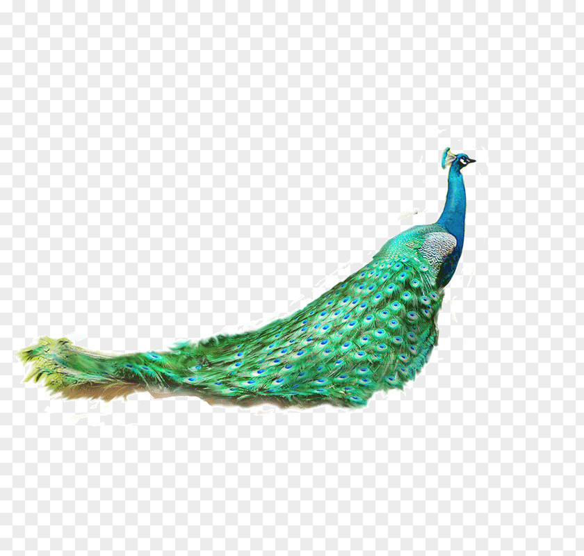 Peacock. Asiatic Peafowl Feather Green PNG