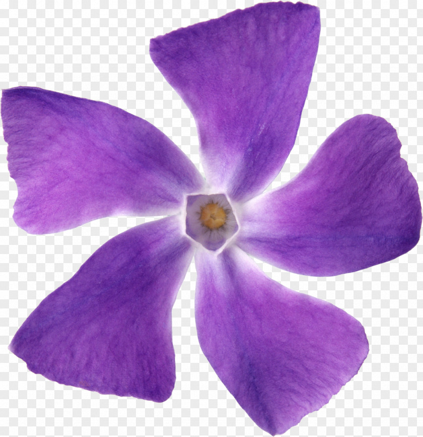 Purple Flower Petal Violet Lilac PNG