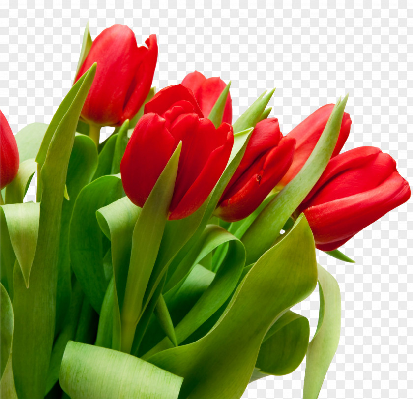 Tulip Red Flower Bouquet PNG