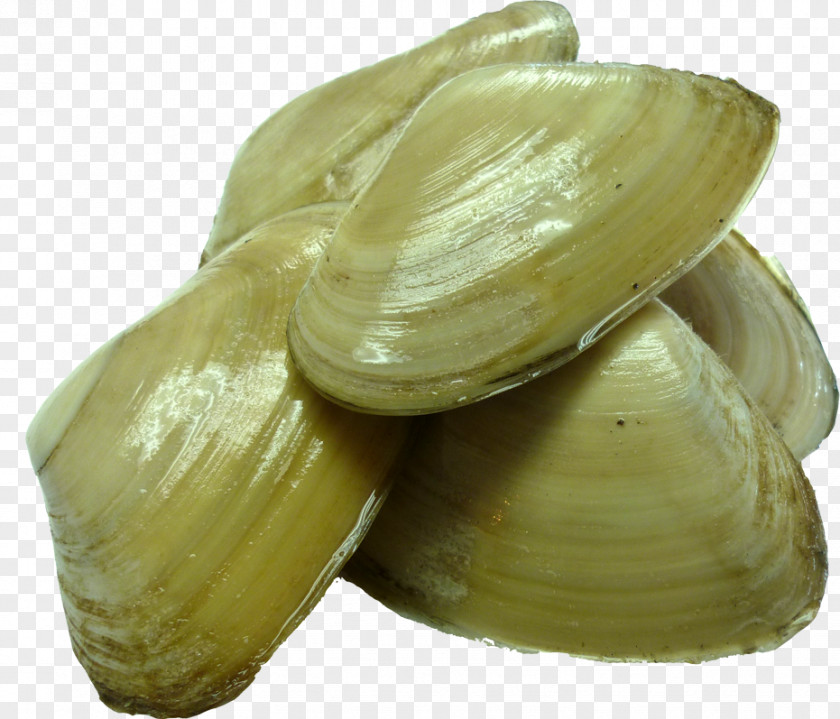 Yuanyang Hotpot Pictures Free Download Clam New Zealand Cockle Pacific Geoduck Tuatua PNG