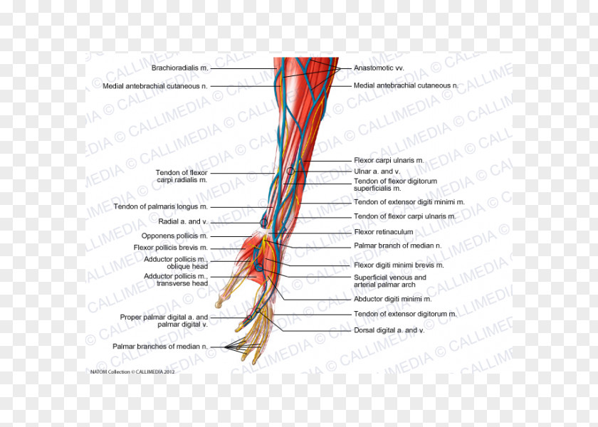 Arm Muscle Forearm Nerve Hand PNG