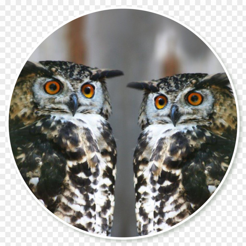 Owl Fauna Beak PNG