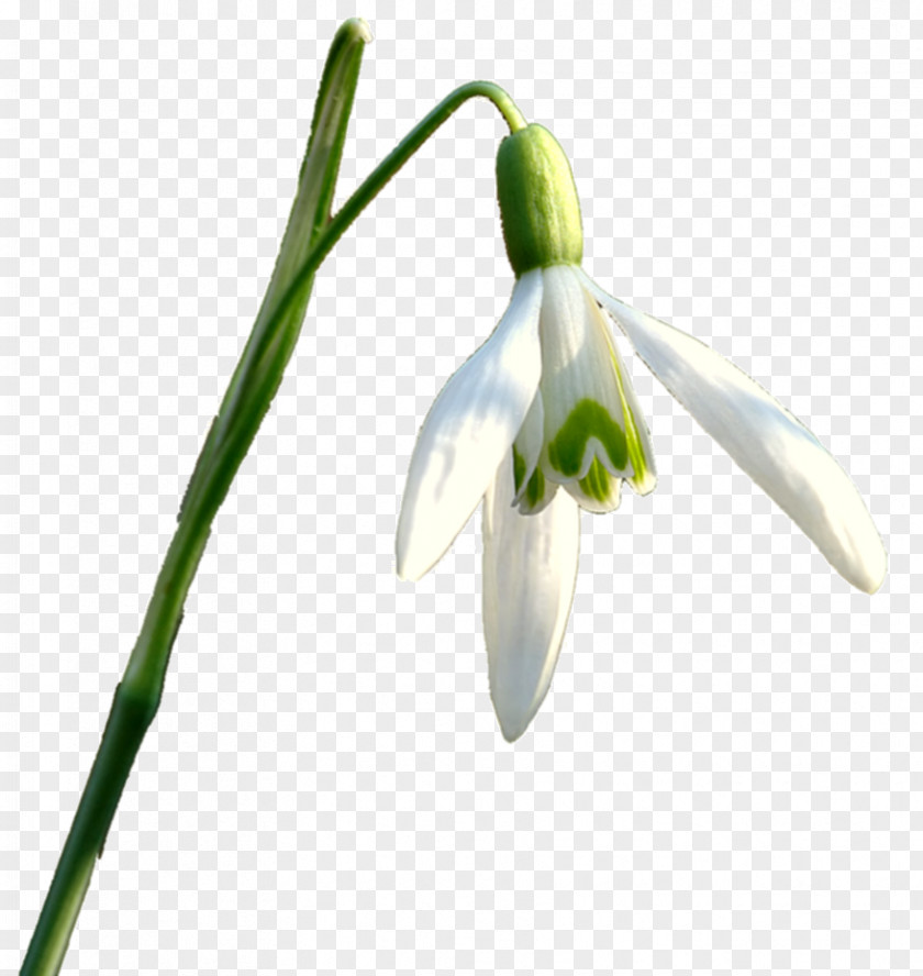 Snowdrop Flower PNG
