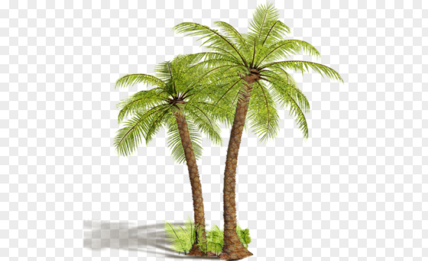 Spice Arecaceae Tree Coconut Shrub PNG