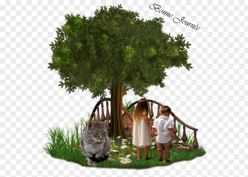 Tree Fairy Tale Pine PNG