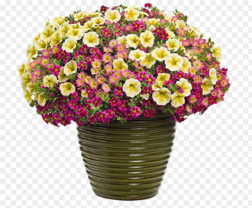 Container Garden Flowerpot Combination Calibrachoa PNG