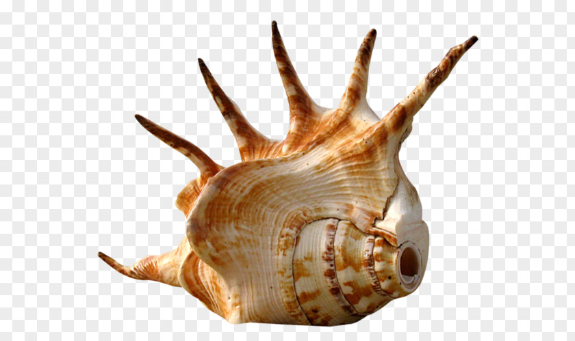 Coquillage Seashell Sea Snail Mollusc Shell PNG