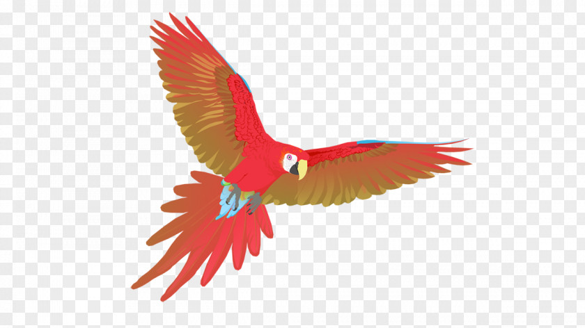 Feather Macaw Uppsala Beak Child PNG