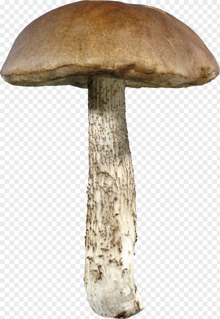 Mushroom Image PNG