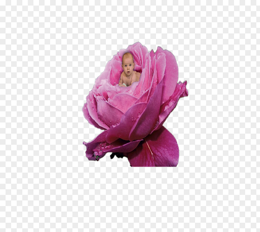 Peony Garden Roses Cut Flowers Petal PNG