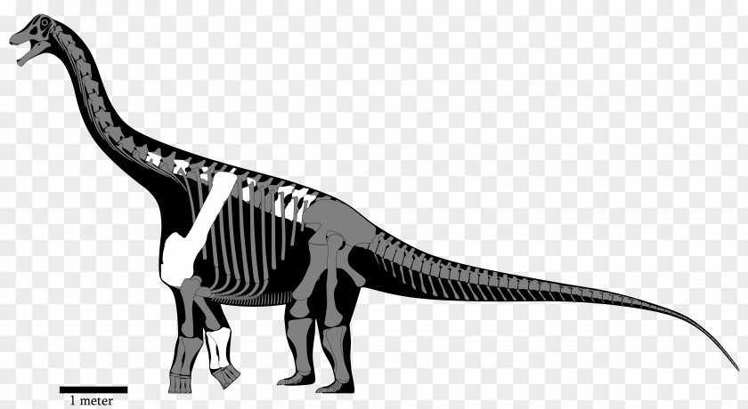 Reconstruction Yongjinglong Opisthocoelicaudia Nemegtosaurus Dinosaur Saltasaurus PNG