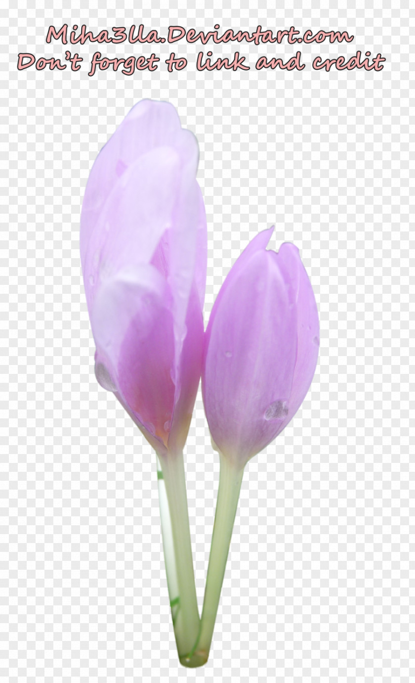 Tulip Cut Flowers Bud Plant Stem Petal PNG