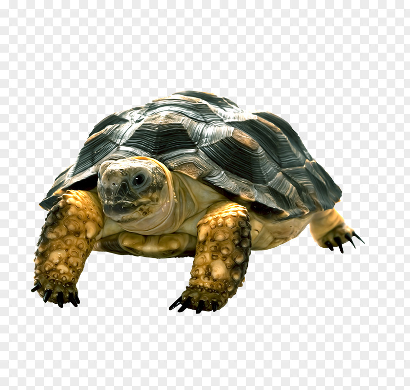 Turtle Image Keeled Box PNG