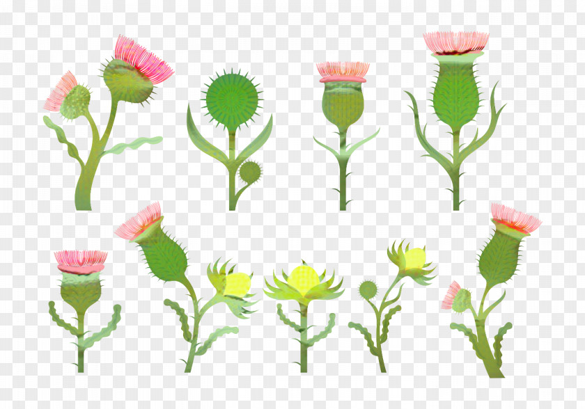 Wildflower Pedicel Flowers Background PNG