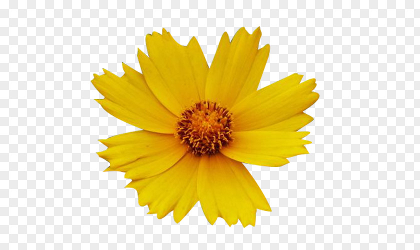 Yellow Wax Chrysanthemum Picture Material White Flower PNG