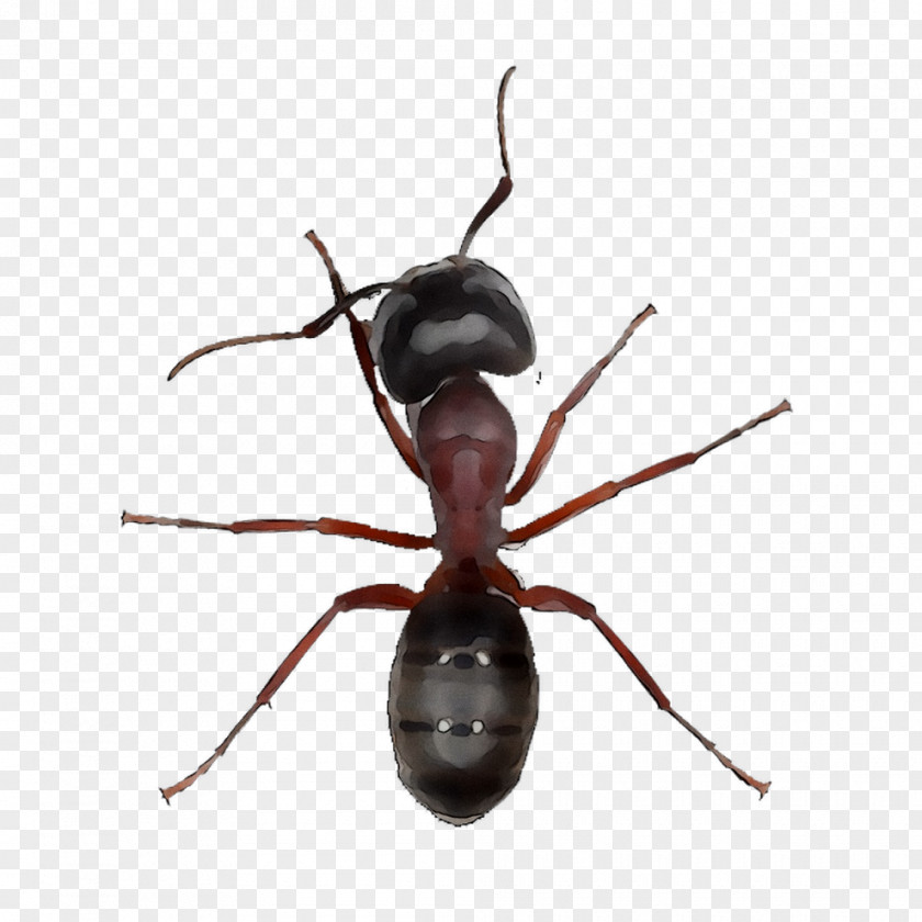 Black Garden Ant Insect Ichneumoninae Carpenter PNG