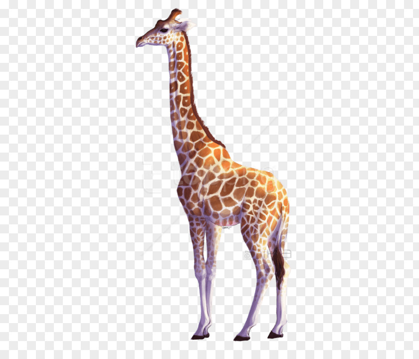 Giraffe Drawing Clip Art Image Northern Vector Graphics PNG