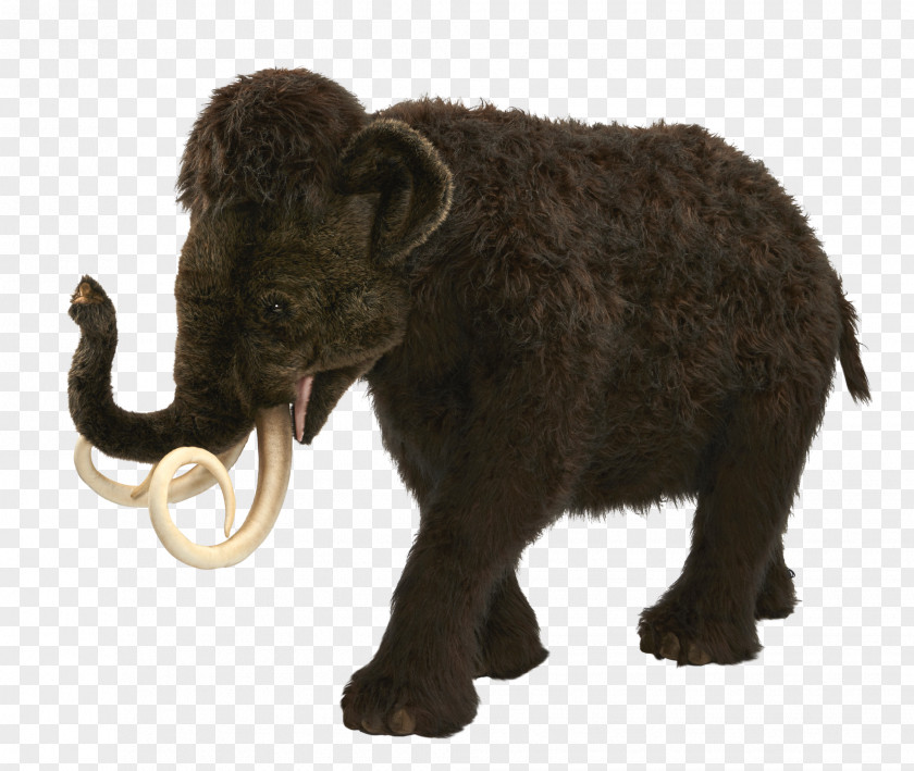 Mammoth Domestic Yak Indian Elephant Wild African PNG