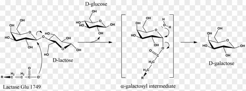Milk Lactase Galactose Hydrolysis PNG