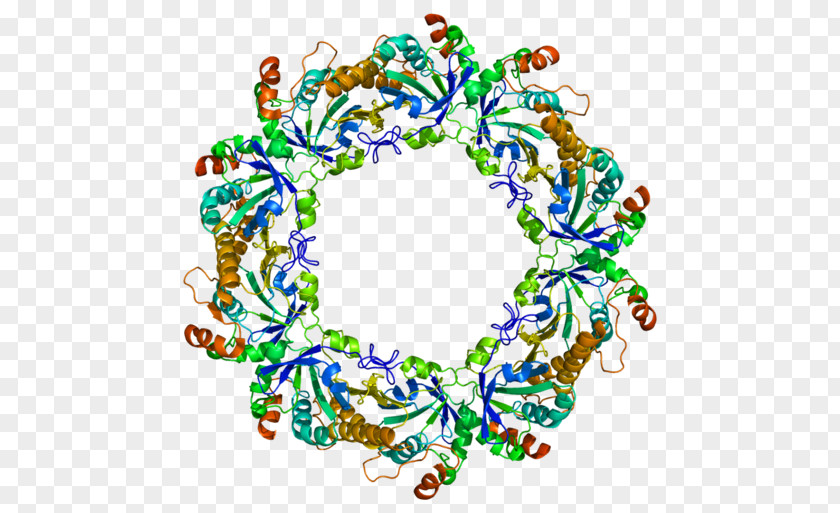 Peroxiredoxin 2 Protein Gene Enzyme PNG