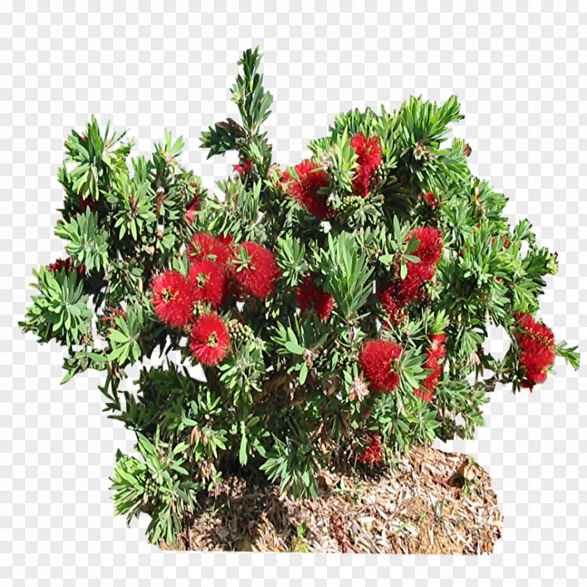 Shrubs Shrub Burning Bush Callistemon Speciosus PNG