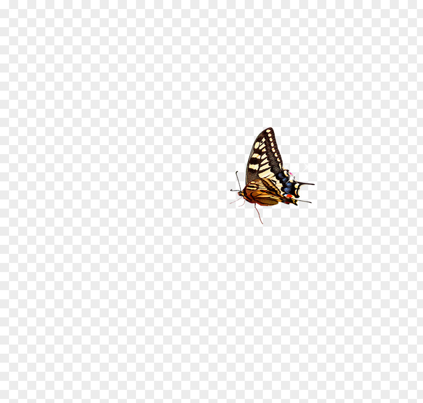 Butterfly Light Laptop Moth Bluetooth Wireless PNG