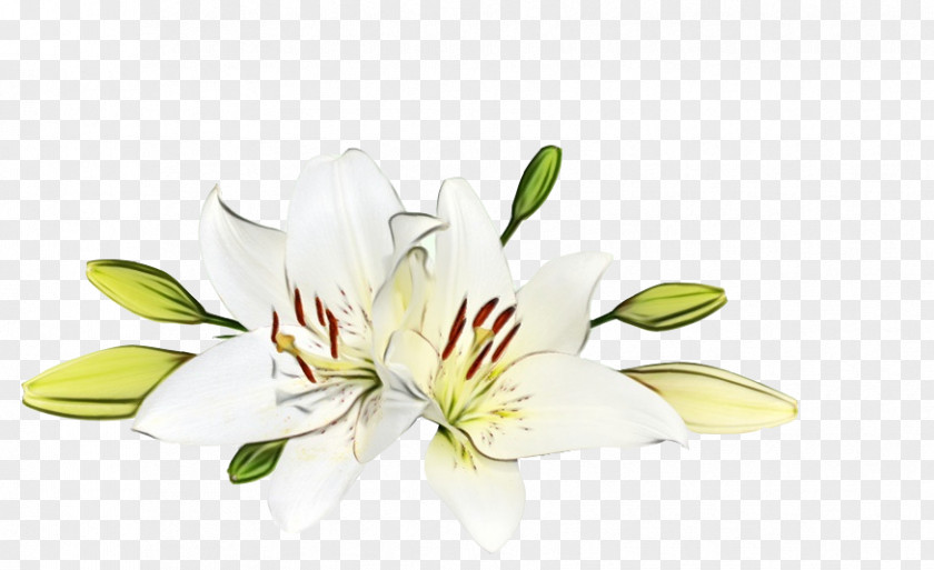 Flower Lily Plant Petal Yellow PNG