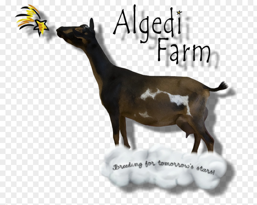 Goat Farm Nigerian Dwarf Cattle Dairy Mammal PNG