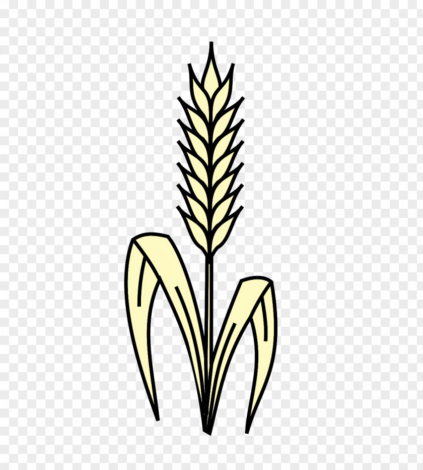 Grasses Leaf Plant Stem Flower Commodity PNG