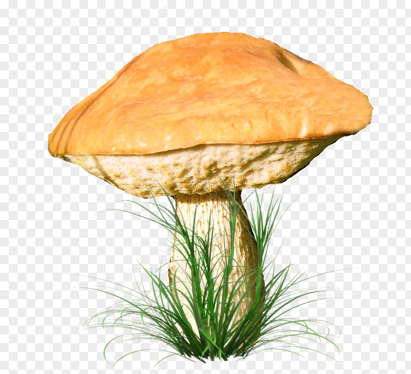 Mushroom Fungus Clip Art Edible PNG