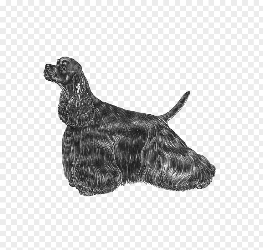 Rare Breed Dog Scottish Terrier Drawing PNG