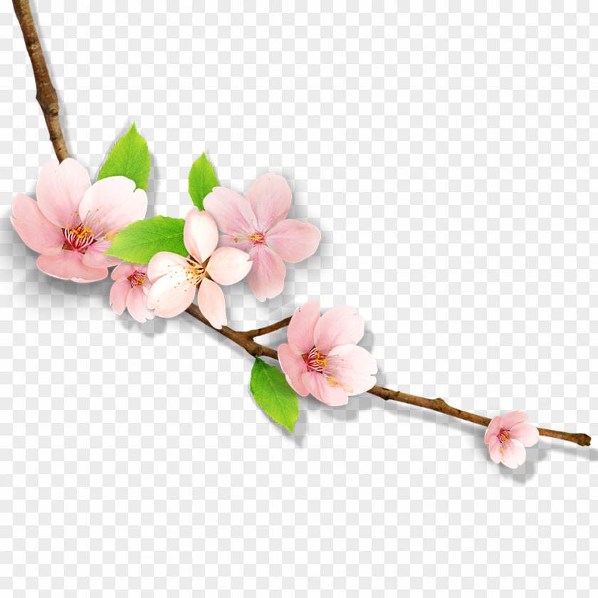 Vector Graphics Image Illustration Plum Blossom PNG